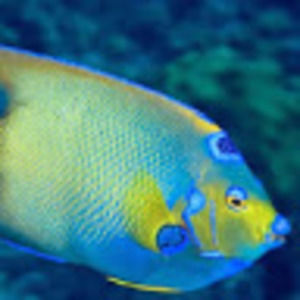 Meet your Posher, Martha